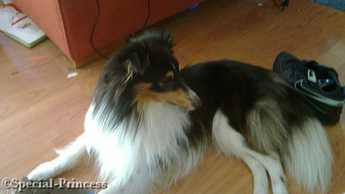 Schattige Dylano